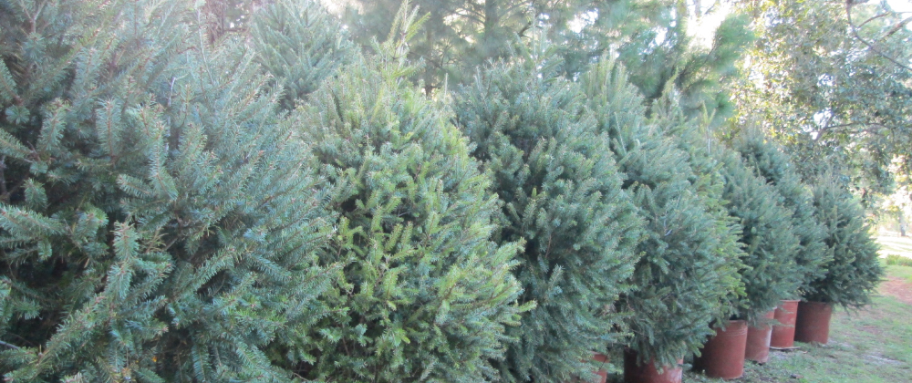 Decoraciones con luces navideñas