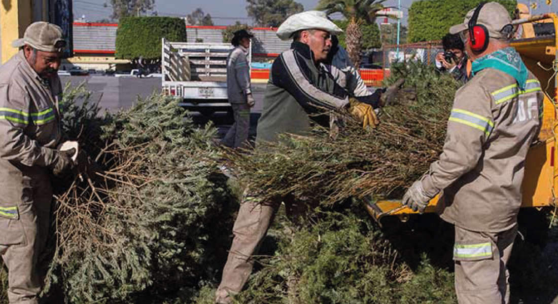 Recolección de árboles de navidad
